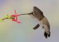 Alpine Hummingbirds-2709.jpg